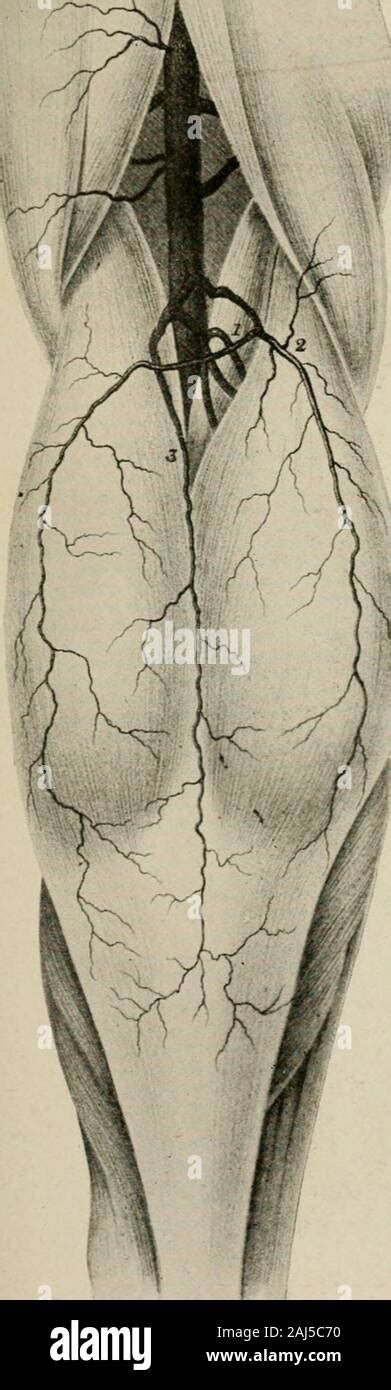 Plastic Surgery Its Principles And Practice Fig Arteries Of