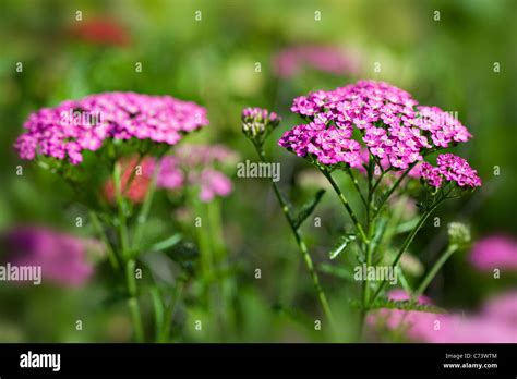 Close Up Image Of The Summer Flowering Pink Achillea Millefolium