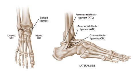 Ankle Ligament Injuries Causes And Treatment Hfe Blog