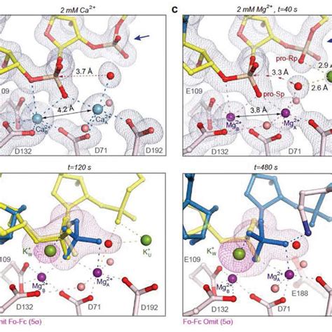 Analysis Of Human Rnase H Cleavage Patterns For Fhna Gap Modified Asos