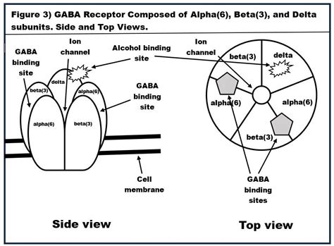 Alcohol And Gaba Why You Stagger Slur And Forget Things When Drunk