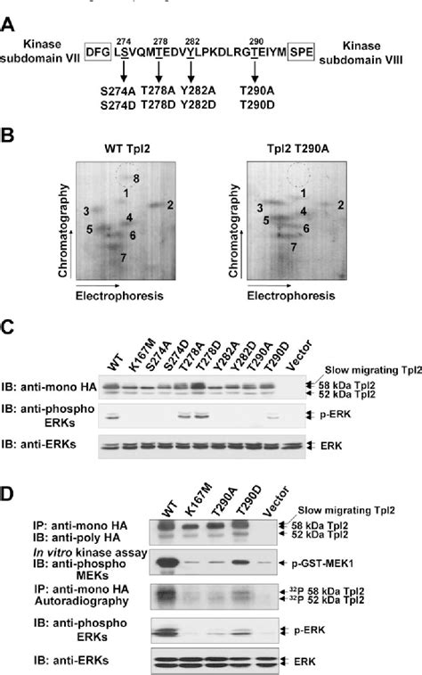 Figure From Tpl Tumor Progression Locus Phosphorylation At