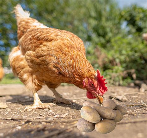 Les Poules Peuvent Elles Manger Des Pommes De Terre Poulorama