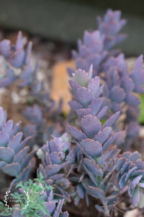 Kalanchoe ‘lavender Scallops’ Bryophyllum Fedtschenkoi Uk Grown Corseside Nursery