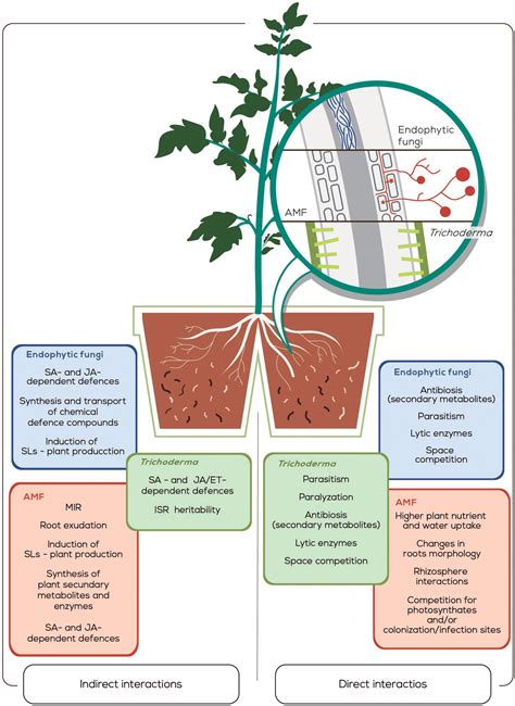 Frontiers Biological Control Of Plant Parasitic Nematodes By