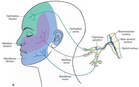 The Cranial Nerves Organization Of The Central Nervous System Part 3