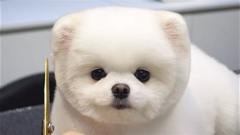 Pomeranian Bear Haircut