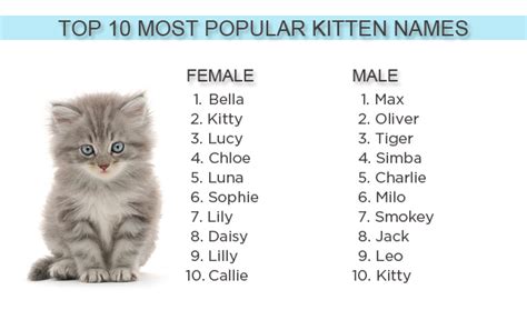 What Are the Most Popular Kitten Names of 2012?