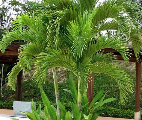 How To Grow Christmas Palm Tree Veitchia Merrillii Christmas Palm