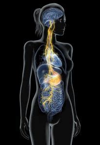 Vagus Nerve Stimulation At HOPE PT HOPE Physical Therapy Wellness