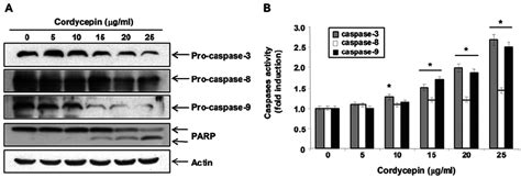 Effects Of Cordycepin On The Expression And Activity Of Caspases In