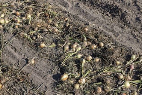 A Field With A Ripe Onion Harvest During The Food Harvest Stock Photo