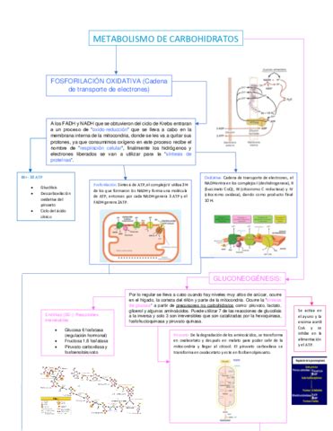 METABOLISMO DE CARBOHIDRATOS PARTE 2 Pdf