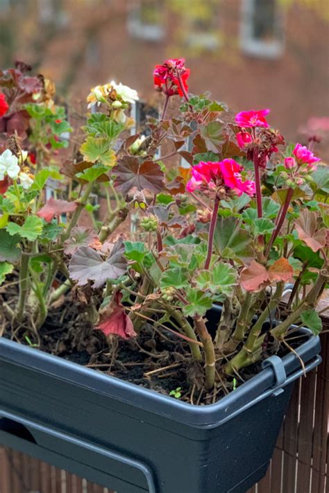 How To Keep Geraniums Flowering Big And Beautiful All Summer Long