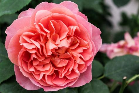 40 Types Of Roses David Austins Famous English Roses Hgtv