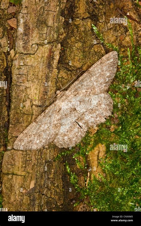 Pale Oak Beauty Hypomecis Punctinalis Boarmia Punctinalis Boarmia