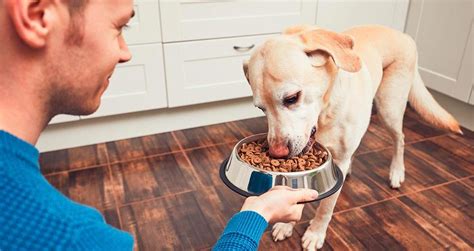 Tipos De Alimentación Para Perros