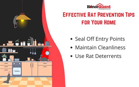 Effective Rat Prevention Tips for Your Home - Honor Guard