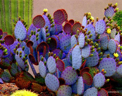 "Purple Cactus" by julesdavis | Redbubble