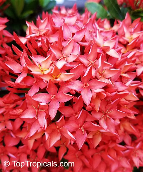 Ixora Sp Jungle Flame Needle Flower