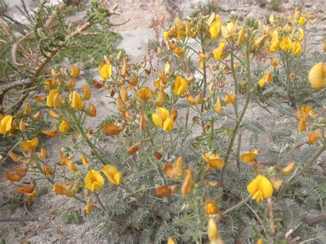 Adesmia Corymbosum North American Rock Garden Society