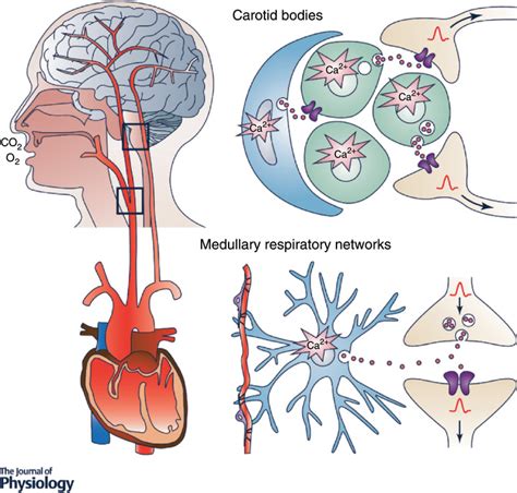 Advances In Cellular And Integrative Control Of Oxygen Homeostasis Within The Central Nervous