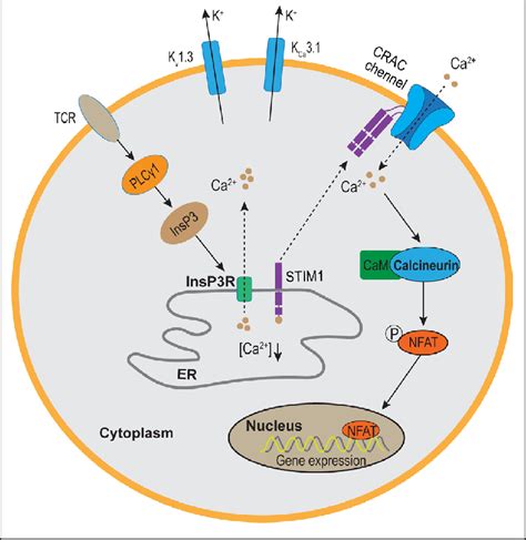 Schematic Illustration Of Orai And Stim In Forming Crac Channel And