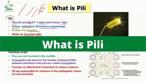 What Is Pili Bacterial Pili Monera Kingdom YouTube