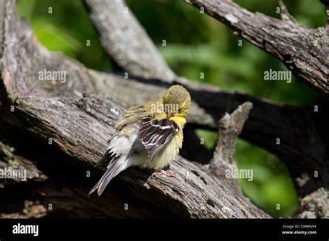 American goldfinch nest hi-res stock photography and images - Alamy