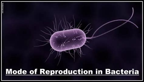 Reproduction In Bacteria Asexual And Sexual Modes Study Wrap