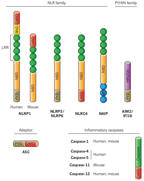 炎症小体inflammasome