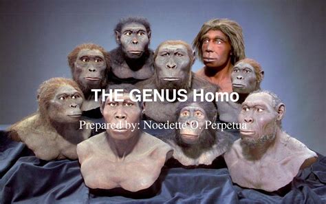 SOLUTION The Genus Homo Power Point Presentation Studypool