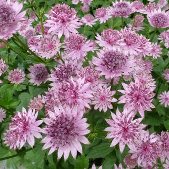 Zeeuws Knoopje Astrantia Major Roma Planten Online Kopen