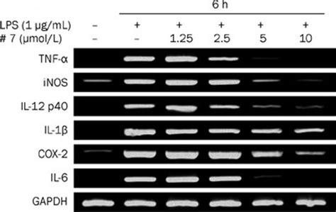 Effect Of Compound 7 On The Expression Of Pro Inflammatory Genes The