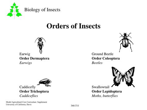 Ppt Parts Of An Insect Powerpoint Presentation Free Download Id