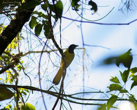 Green Jay from Progreso Macuiltepetl 91130 Xalapa Enríquez Ver