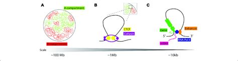 Schematic Representation Of Chromatin Loops A Chromatin In The