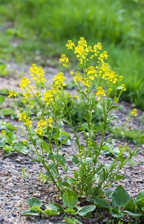 33 Weeds With Yellow Flowers Common Yellow Weeds 2023