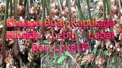 Kenapa Buah Kapulaga Hibrida Lebih Lebat Dari Lokal YouTube