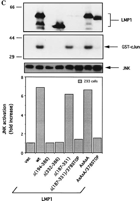 The Last 8 Aa Of LMP1 Are Critical For JNK And NF B Signalling A