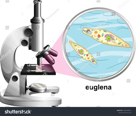 Microscope Anatomy Structure Euglena On White Stock Vector Royalty