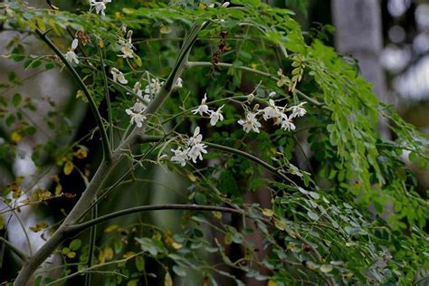 Cómo sembrar moringa en casa pasos y consejos