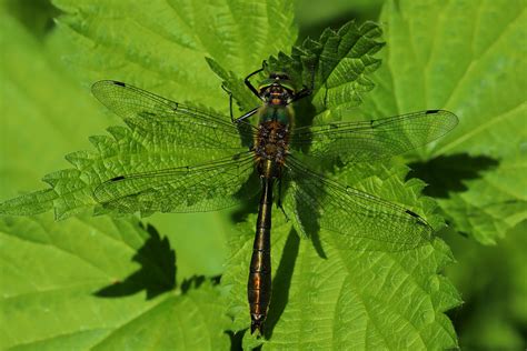 Cordulia Aenea A Male June 2023 Fovslet Forest Kolding Flickr