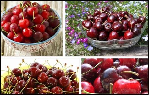 Seven Blossoms Tea Benefits What Are The 7 Blossoms Tea Benefits