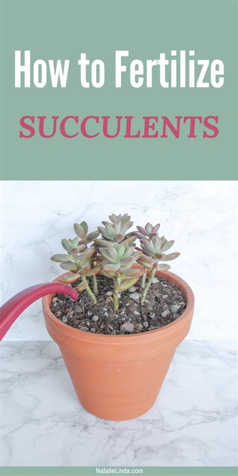 Learn Why How And When To Fertilize Your Succulents Adding The Right