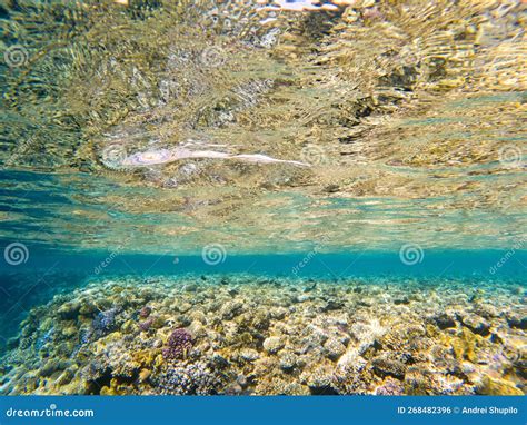 Coral Reef Under Sea Water Stock Photo Image Of Tropic Snorkel