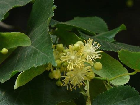 Tilia Cordata Tilleul Des Bois Ou Tilleul Petites Feuilles Apifleurs