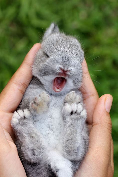 20 Of The Cutest Bunnies Ever Bored Panda