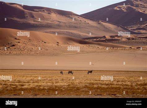 Gemsbok South African Oryx Oryx Gazella Sossusvlei Namibia Stock