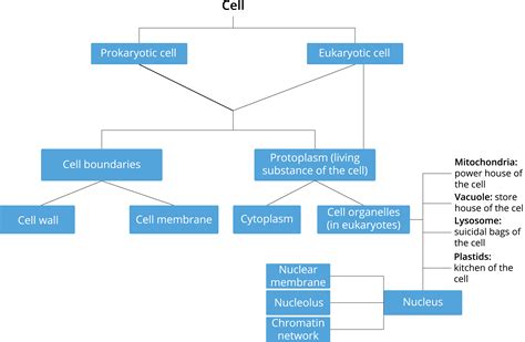 Cell Structure And Function Mind Map Class